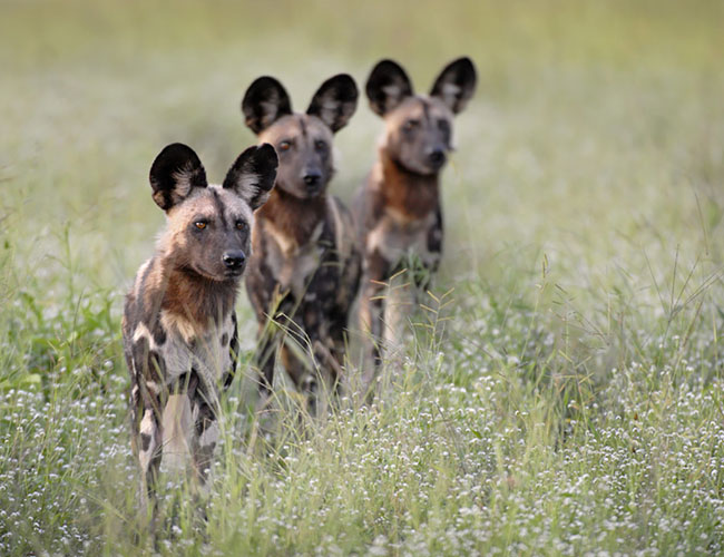 <a href= 'https://www.reves-afrique.ch/safari-safari-botswana/voyage-Kanana-Okuti-zambezi-sands-ichobezi-okavango-victoria-falls' target='_blank' class='white'>Botswana</a>, août 2026