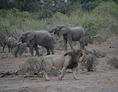 <a href= 'https://www.reves-afrique.ch/safari-safari-afrique-du-sud/voyage-en-famille-madikwe-ants' target='_blank' class='white'>Afrique du Sud</a>, août 2019